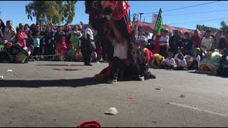 Durian Cheng Routine 忠精堂龍獅團榴槤青舞獅 Lion Dance Trung Tinh Duong chinesenewyear [upl. by Obadias]