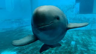 Decades of efforts redeemed in saving Yangtze finless porpoises [upl. by Lairea775]