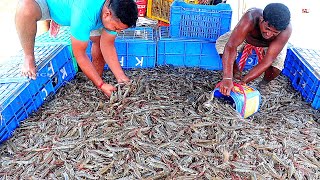 Growing and Harvesting Vannamei PrawnsShrimps in Ponds  Shrimp Farming Business [upl. by Araeit386]