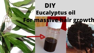 How to make EUCALYPTUS OIL for hair growth and dandruff [upl. by Kusin506]