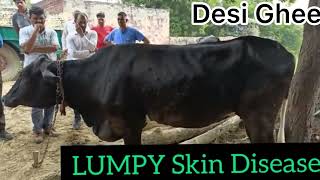 Lumpy skin disease l LSD l treatment of lumpy skin disease l symptoms of LSD l dr umar khan [upl. by Htebsle]