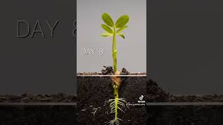 Seed Germination shorts plants science education [upl. by Bainbridge996]