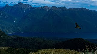 2020 Fiordland Wapiti Hunting New Zealand  Mount Tanilba Wapiti Block Period 1 [upl. by Ntsyrk]