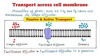 Passive transport  Simple  Facilitated  Osmosis  Active transport  Antiport  Symport [upl. by Bent44]