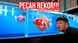 GILA SUPER JUMBO TERBESAR SEPANJANG SEJARAH DUNIA GOLDFISH DAN PECAH REKOR [upl. by Englis]