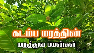 கடம்ப மரத்தின் மருத்துவ பயன்கள்  Health Benefits of Kadamba Tree [upl. by Eniliuqcaj]