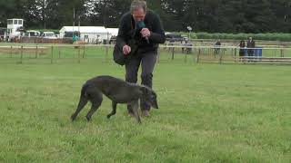 Game fair working lurchers with Nigel Varney [upl. by Sibylla]