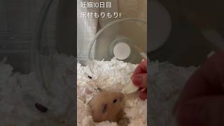 妊娠10日目絶賛巣作りハムスター💕頑張れみもちゃん🐹ハムスターのいる生活 ハムスター好きと繋がりたい ハムスターかわいい面白い キンクマ 長毛ハムスター [upl. by Atinahs]