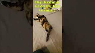 Önce FELÇ Geçiriyor Sandık🙀 Halbuki Dişi Kedimiz KIZGINLIĞA Girmiş 😸Artık Koca Bir Genç Kız Olmuş 😻 [upl. by Heinrick597]