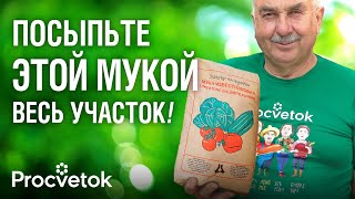 РАЗ В 10 ЛЕТ РАССЫПАЮ ЭТУ МУКУ ПО ВСЕМУ УЧАСТКУ и почва становится плодородной и без вредителей [upl. by Lerual]