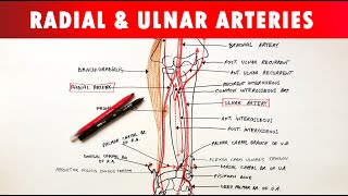 Radial and Ulnar arteries  Course amp Branches  Anatomy Tutorial [upl. by Herzig70]