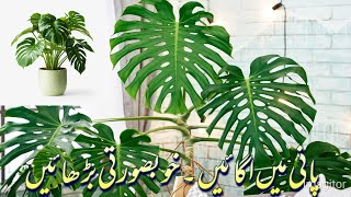 How to propagate Monstera deliciosaHow to propagate monstera deliciosa plant in water [upl. by Dominica]