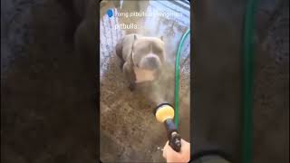 Pitbulls cute pitbull funny [upl. by Helge]