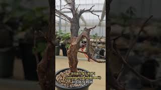 코미포라 밀드브레디 commiphora mildbraedii 아프리카식물 코덱스 [upl. by Anerres]