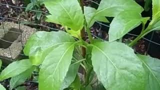 Longevity Spinach or Gynura Procumbens [upl. by Zink873]