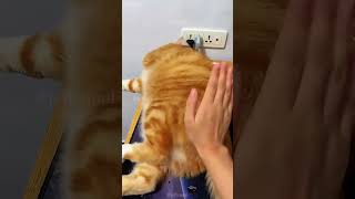 Massage cat shortvideo cat mycatchannel funny catchannel yourcat funnycats petschannel [upl. by Aneetsirhc]