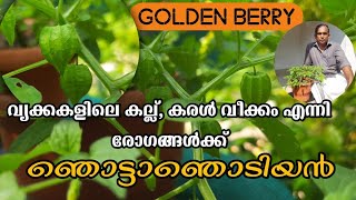 ഞൊട്ടാഞൊടിയൻ  Physalis angulata  Njottanjodian  ഞൊട്ടയ്ക്ക  Golden Berry Cutleaf Ground Cherry [upl. by Ahsiki]