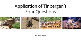 Tinbergens Four Questions Applications and a worked example [upl. by Connel926]