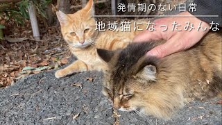 発情期のない日常に🙂地域猫になったみんなの1月 [upl. by Laicram]