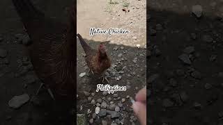 Native ChickenPhilippines shortvideo musicapp animals [upl. by Prouty949]