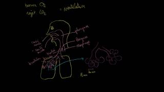 Les poumons et le système respiratoire [upl. by Sharlene]