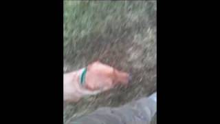 The Wildrose Way Hops Intro to Heeling off lead [upl. by Rocher839]