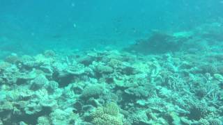 Velassaru Maldives  Reef Snorkeling [upl. by Akoyn946]