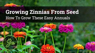 Growing Zinnias From Seed  How To Grow These Easy Annuals [upl. by Terhune]