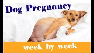 The Stages of Dog Pregnancy  Week by Week Guide 2018 [upl. by Krid]