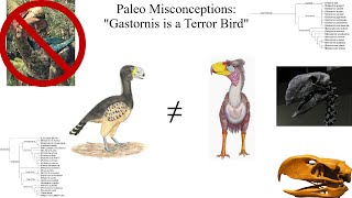 quotGastornis is a Terror Birdquot  Common Mythconceptions [upl. by Eirrot]