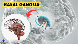 Basal Ganglia direct amp Indirect Pathways neuroscience [upl. by Nicholas]