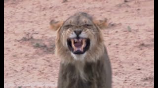 Why is this lion smiling [upl. by Norbert2]