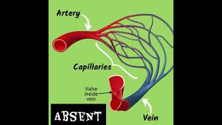 Epithelial tissue [upl. by Wesley346]