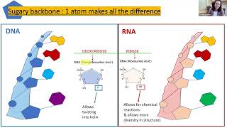 Understanding ribonucleic acid RNA and its role in leukemia 2024 Leukemia Conference [upl. by Blisse]