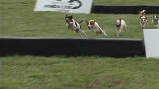 2013 IDC Eastern Regionals  Jack Russell Hurdle Racing [upl. by Tammara]