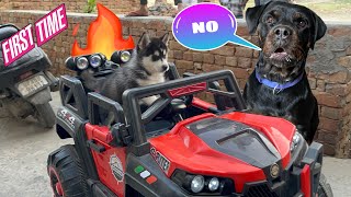 Roxy ki car chori ho gye 😨🚨 Top dog can talk 282  cheeni ke puppy  Husky  Review reloaded [upl. by Alor379]