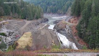 Promising Signs of Recovery on Undammed Elwha River [upl. by Ettezoj]