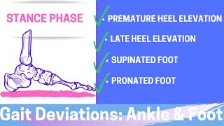 Gait Deviations Ankle and Foot I Stance Phase of the Gait Cycle [upl. by Lesser793]