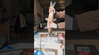 best fish bone removing machine 😯👍 youtubeshorts facts [upl. by Somerville]