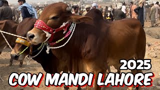 Wednesday cow Mandi  sahiwal cholistani Kheere bachre  shapur kanjra Lahore Mandi [upl. by Aleb]