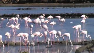 Fenicotteri rosa nella Riserva delle saline di Trapani e Paceco Nubia 21122013 [upl. by Atilrac]