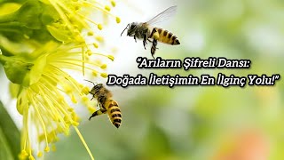 “Arıların Gizemli Dansı Doğanın En Küçük Dansçılarıyla Tanışın” beniöneçıkart animals keşfet [upl. by Walsh]