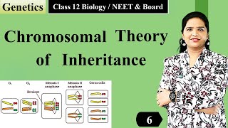 Chromosomal Theory of Inheritance NCERT Class 12  English [upl. by Kosiur]