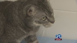 PETA responds to euthanizing 1600 pets in 2012 [upl. by Duaner]