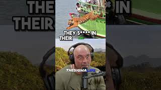 Why TIGER ATTACKS In INDIA Are Increasing  JRE jre joerogan animalshorts [upl. by Aihsenrad963]