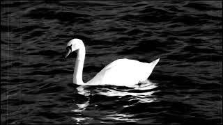 White Swan Aquatick Ambience BIRD [upl. by Ltsyrk]