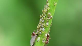 Ants feeding on aphid honeydew [upl. by Donelson206]