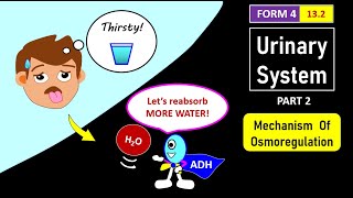 SPM BIOLOGY FORM 4 CHAPTER 13 132 PART 2  OSMOREGULATION BY KIDNEYS [upl. by Natalee260]