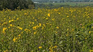 Silphiums for Wildlife [upl. by Raseac569]