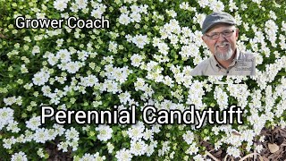 Caring For Perennial Candytuft [upl. by Drawd]